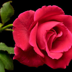 Meet your Posher, Amina